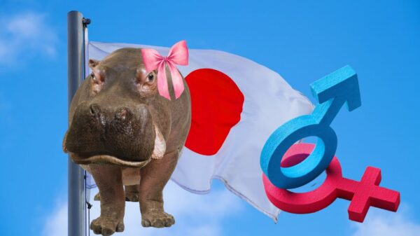 ‘Male’ Hippo Was Misgendered for 7 Years at Japanese Zoo