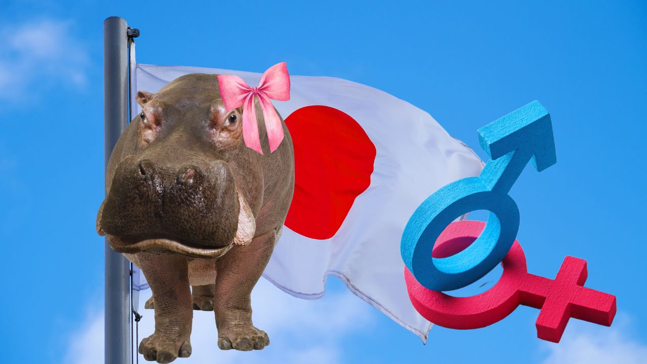 ‘Male’ Hippo Was Misgendered for 7 Years at Japanese Zoo